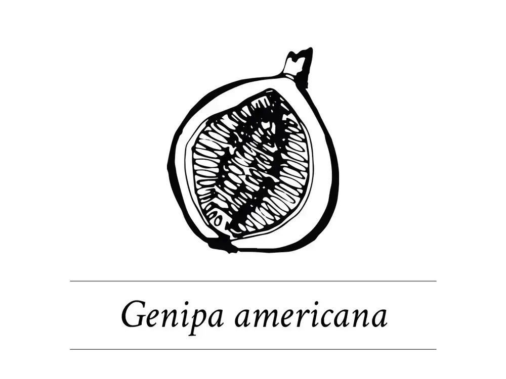 Davines Heart of Glass Shampoo Conditioner Ingredient Genipa American
