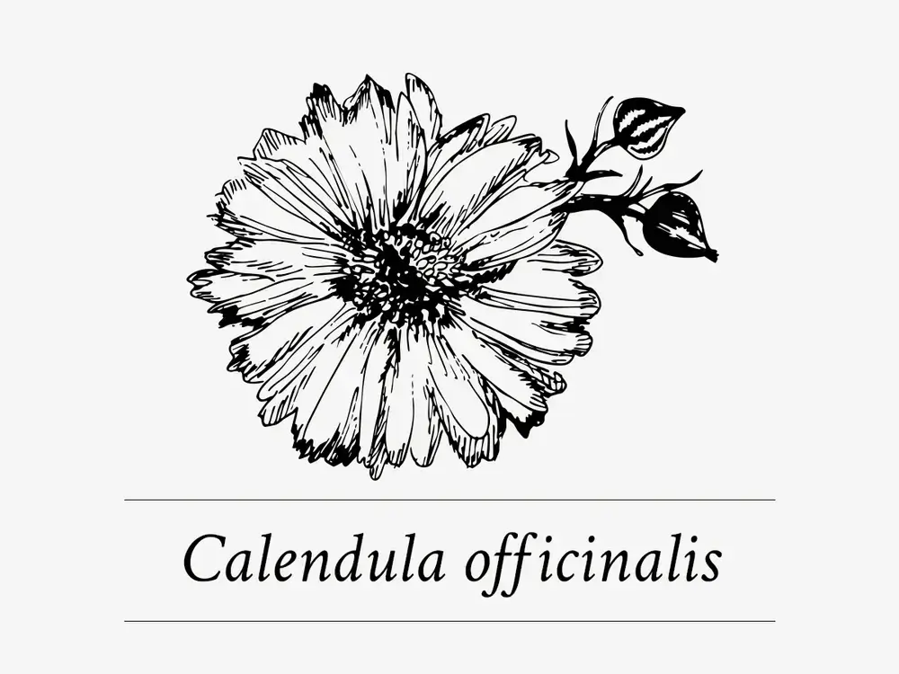 Davines WE STAND For Regeneration Butter Ingredient Calendula