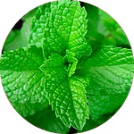 ACEITE DE MENTA, EUCALIPTO