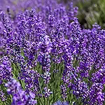 Agua de lavanda