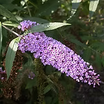 CÉLULAS MADRE DE BUDDLEJA
