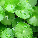 Células madre de centella