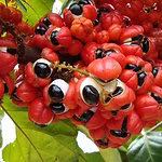 EXTRACTO DE GUARANÁ