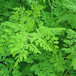 Extracto de Moringa