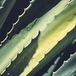 JUGO ORGÁNICO DE ALOE BARBADENSIS